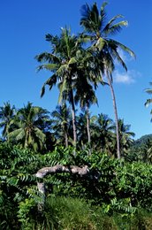 Blue-sky;-Coconut-palm;-Comoros-Archipelago;-France;-Indian-Ocean;-Kaleidos;-Kaleidos-images;-La-parole-à-limage;-Landscape;-Laurent-Abad;-Mayotte;-Nature;-Palm-tree;-Stories-Pictures;-Vegetation